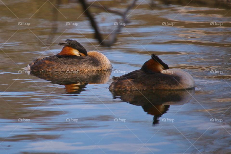 Birds swimming in water