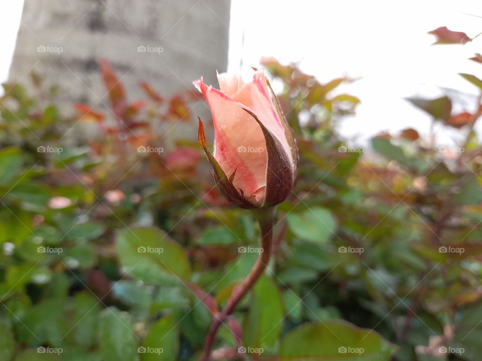Closed up un bloomed rose