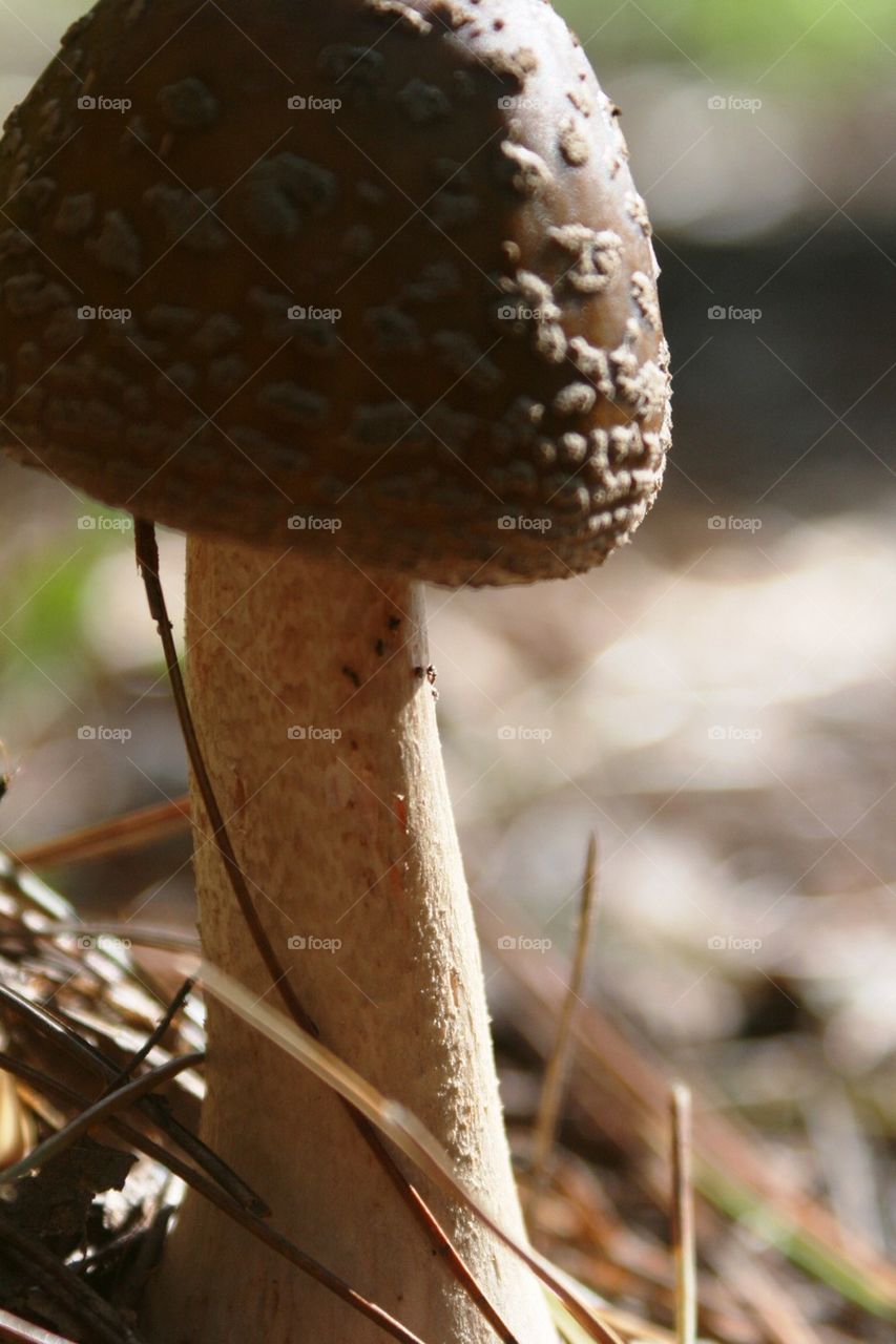 Fungi From An Ants Perspective