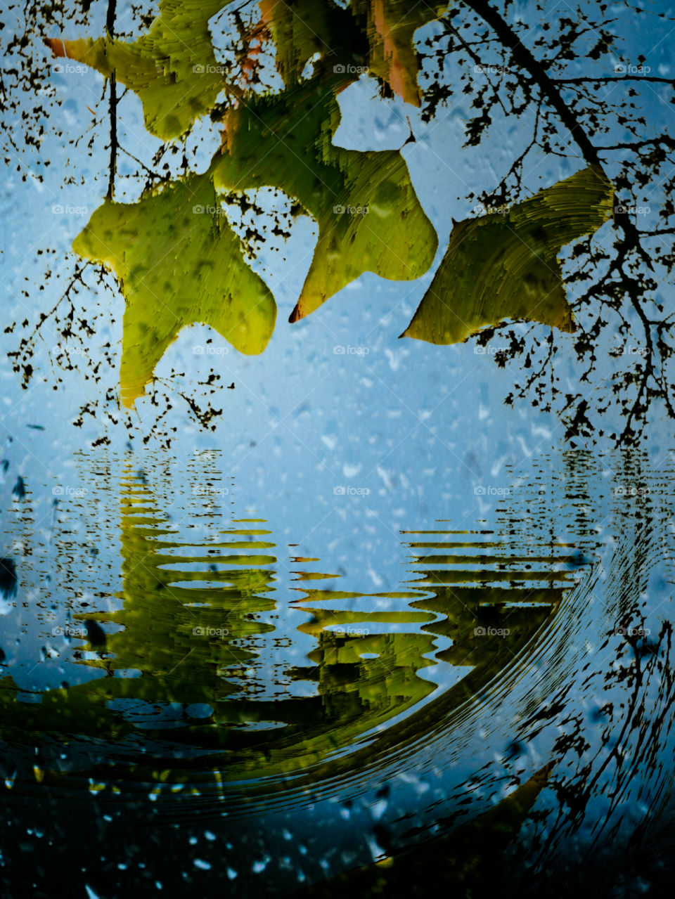 leaves rain water blue sky