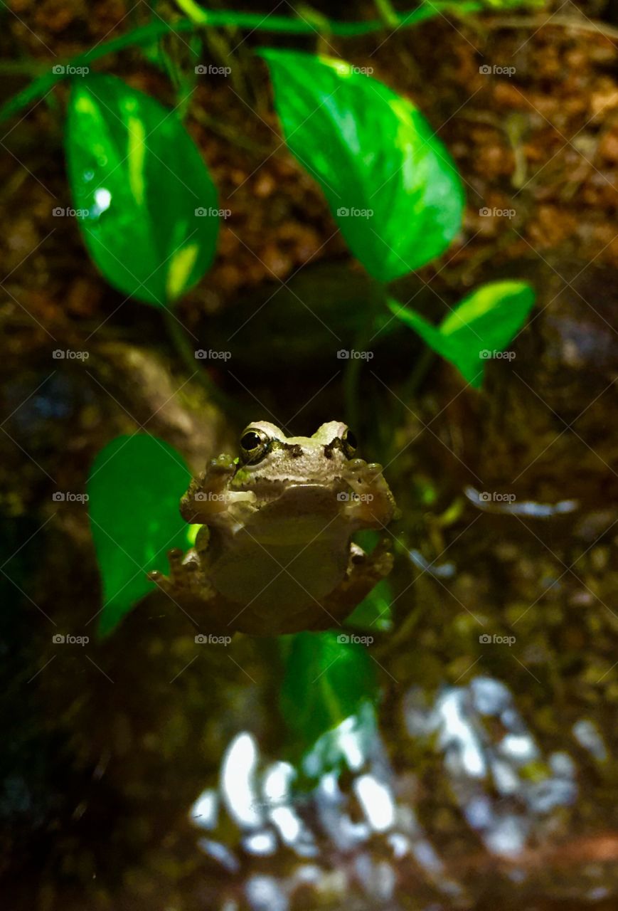 Cute exotic frog sticks to glass brings a smile to my face.
Ueno Zoo, Japan.