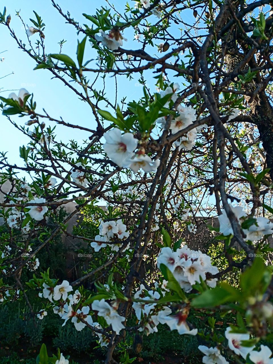 Almond tree