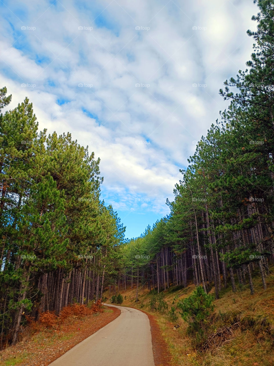 Clouds and forest