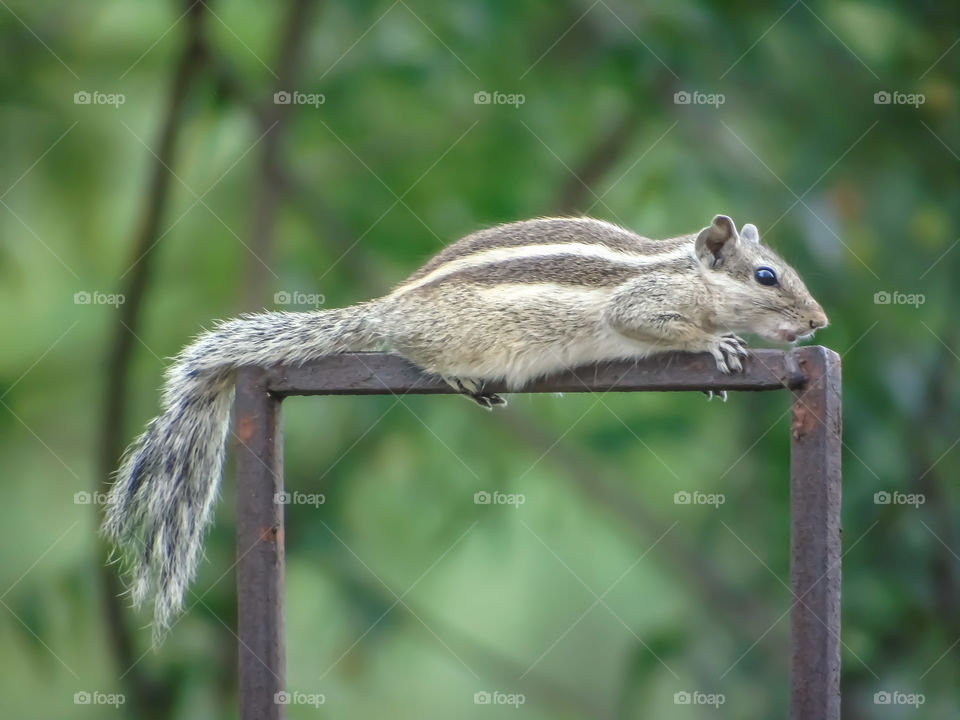 squirrel on fense
