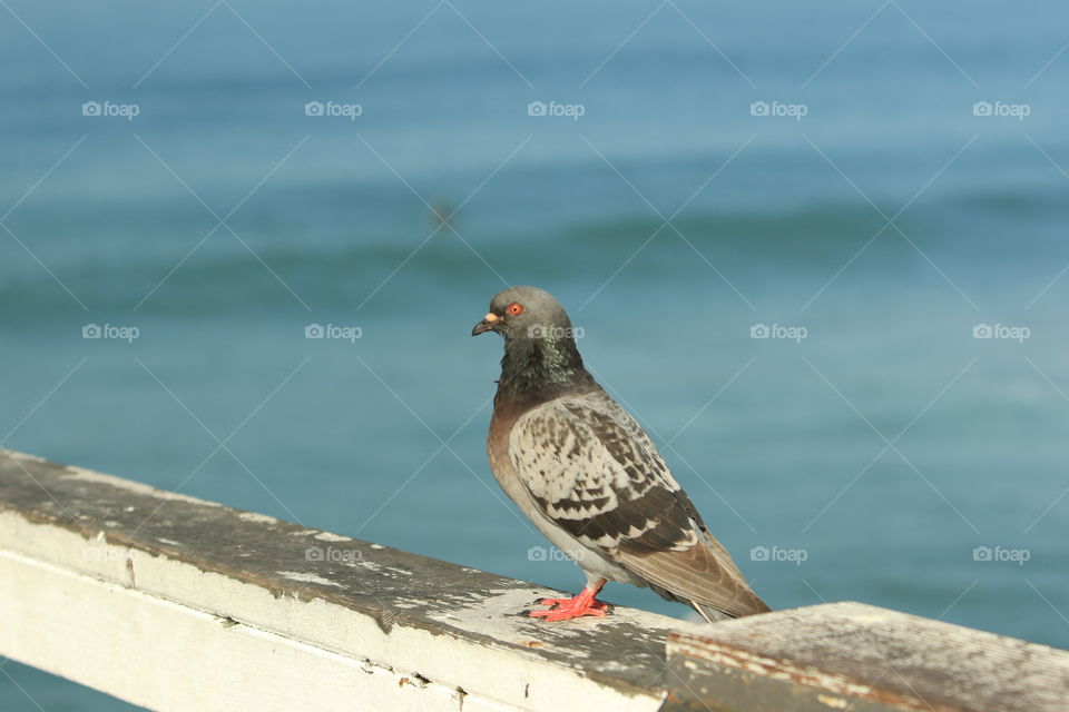 Pigeon