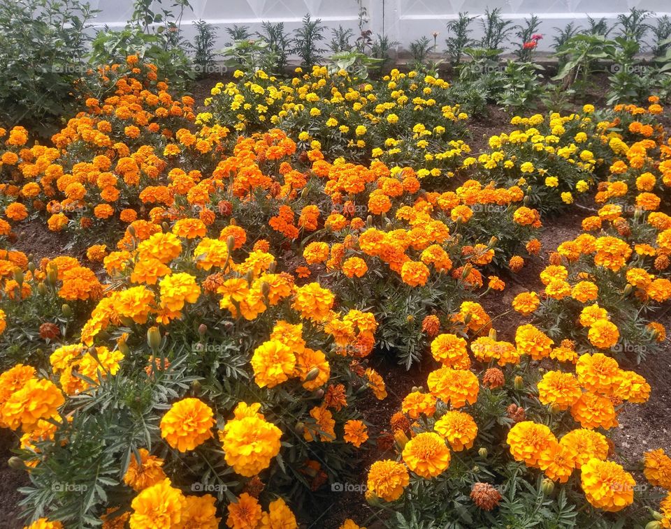 colorful flowers growing in the flowerbeds summer time street art