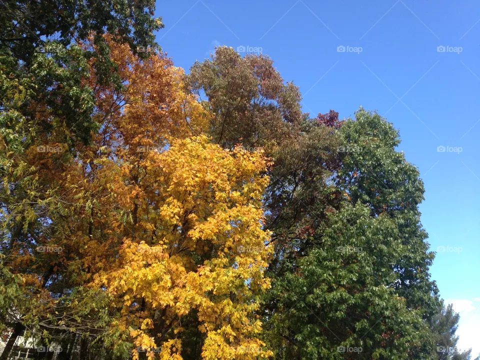 Autumn 