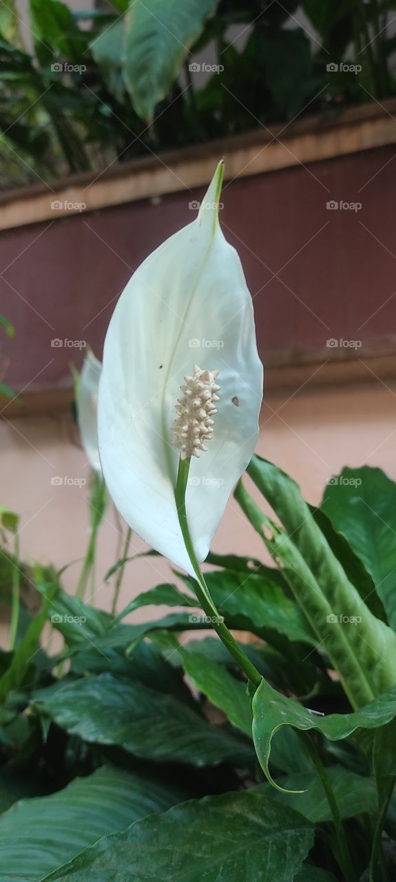 Peace lily flower(spathiphyllum wallisii)