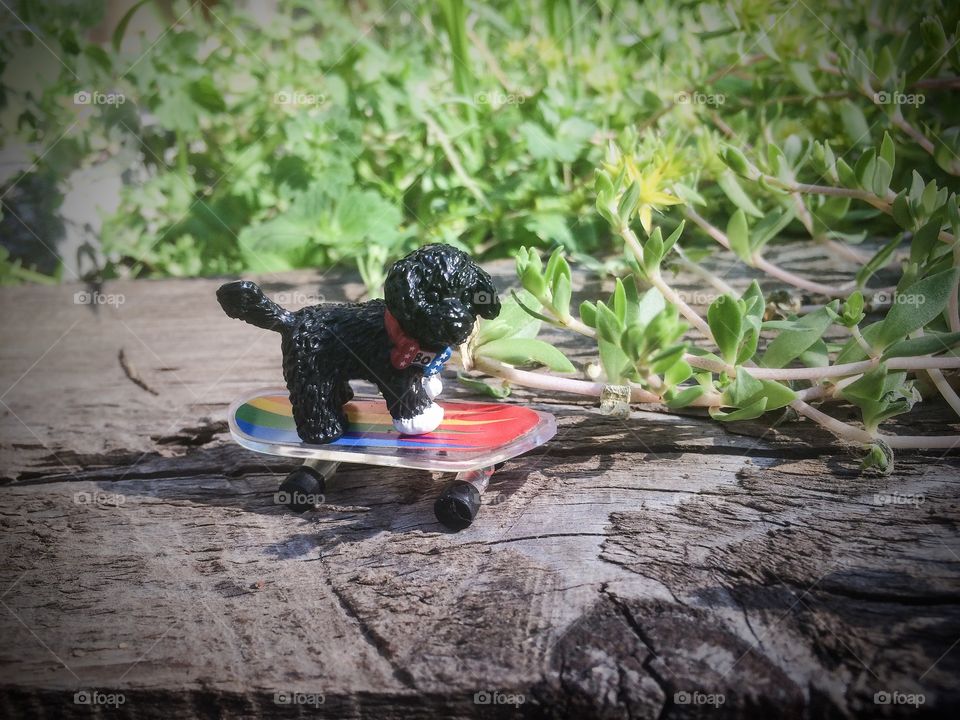 You pup. Toy puppy riding skateboard