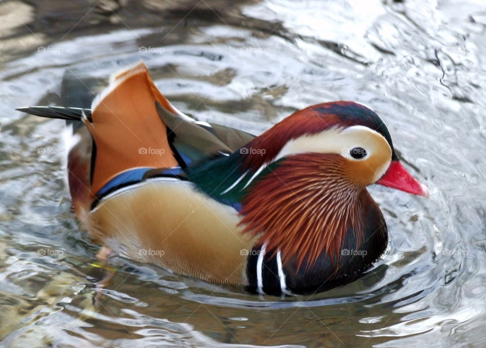 Close-up of duck on water