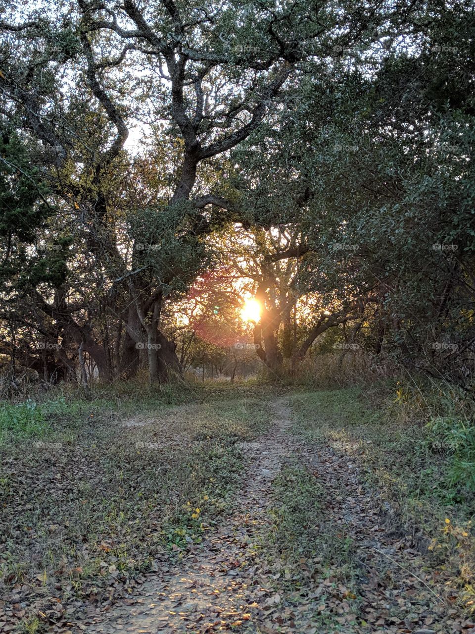 sunset in the forest