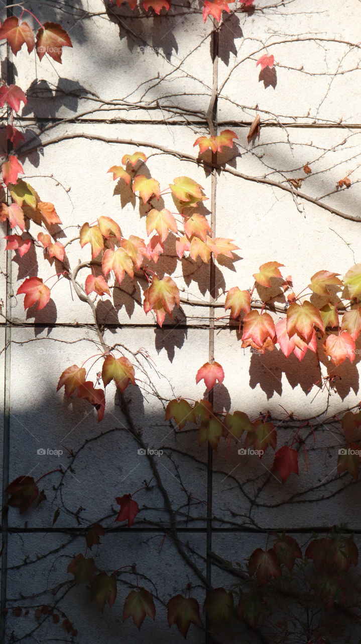 Thin brunches with red and yellow leaves sticking to a white wall