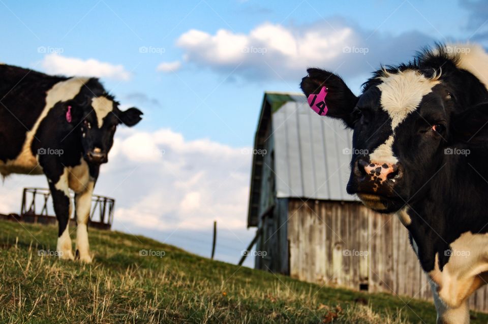 Mountain cows.