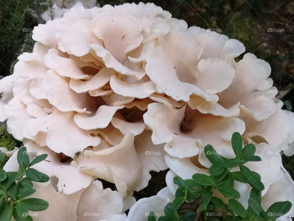 Beautiful mushrooms that look like a blooming rose.