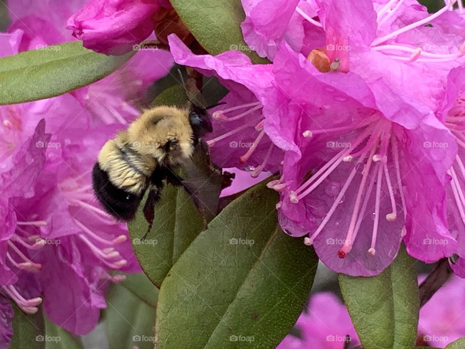 Bumblebee pollination pink azalea 