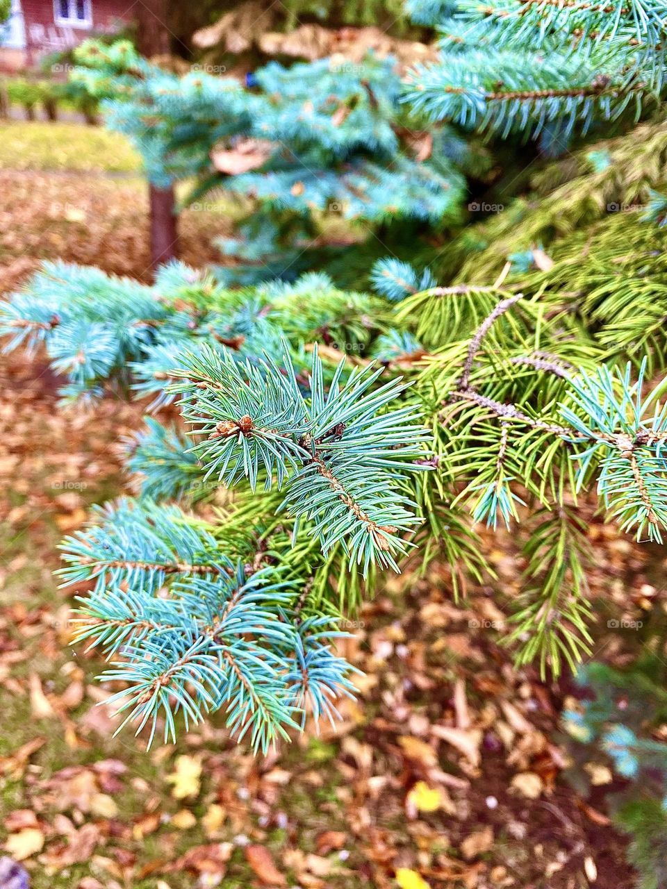 #needles #tree
#branch #prickles #tree
#autumn #