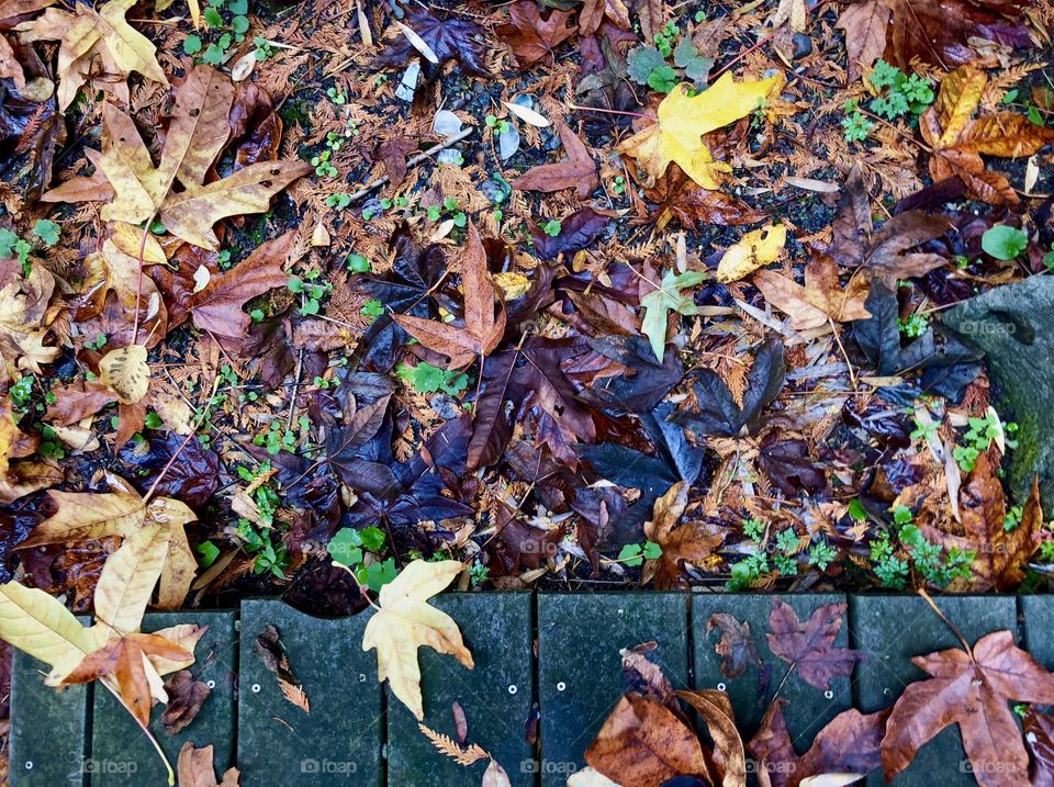 First Signs Of Autumn Foap Mission! Beautiful Overhead Shot Of Fall Leaves Along Side Of A Wooden Deck!