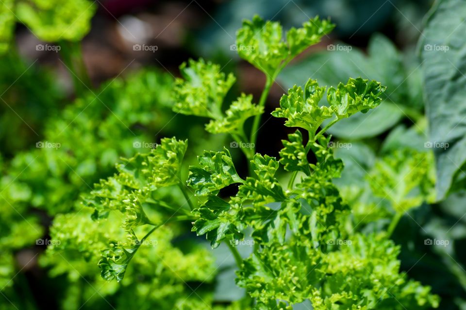 Close-up of a parsley leaves