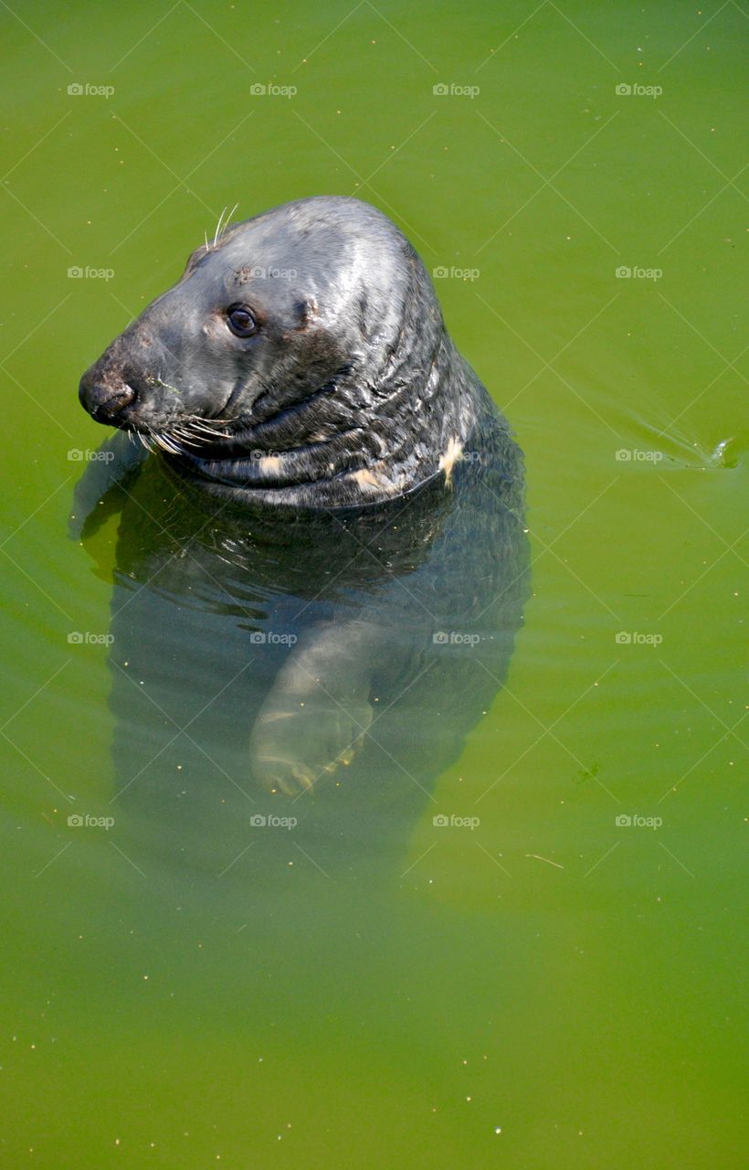 The Baltic Sea seal 