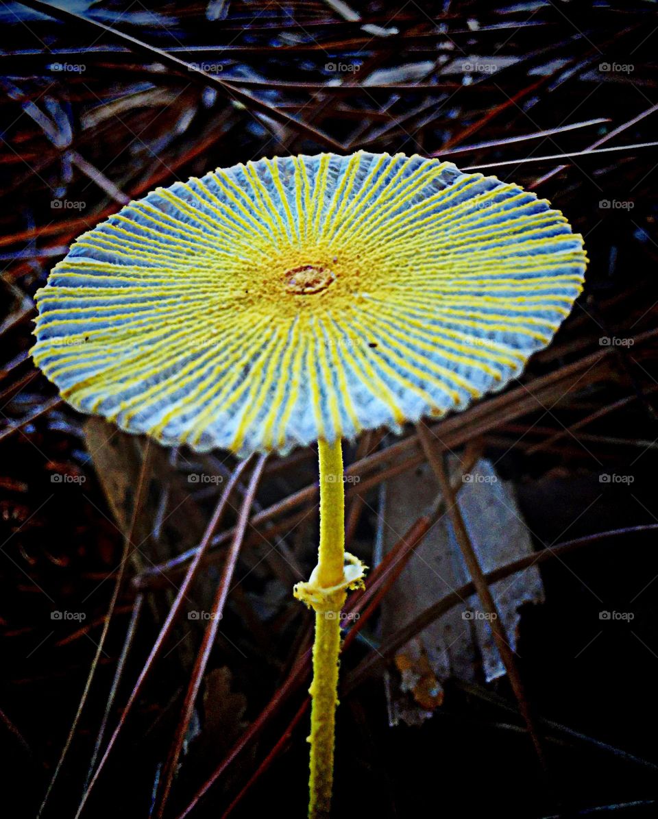 Mushroom in the golden hour. Mushroom in the sweet light of the golden hour.