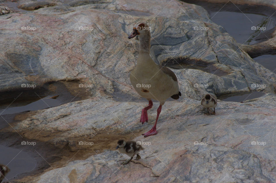 South African duck family