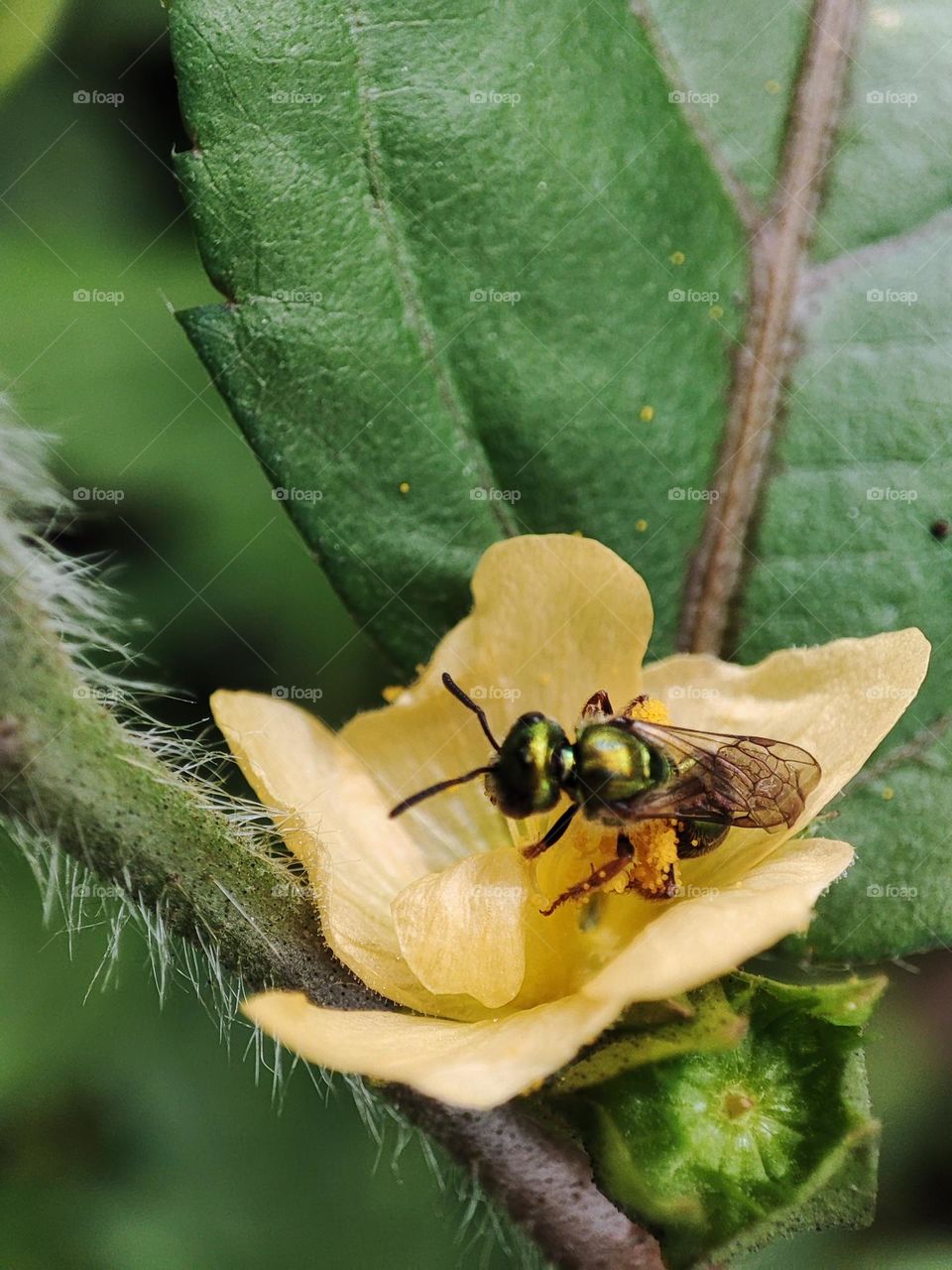 bee on flower