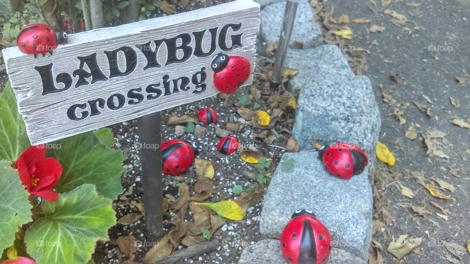 ladybug crossing