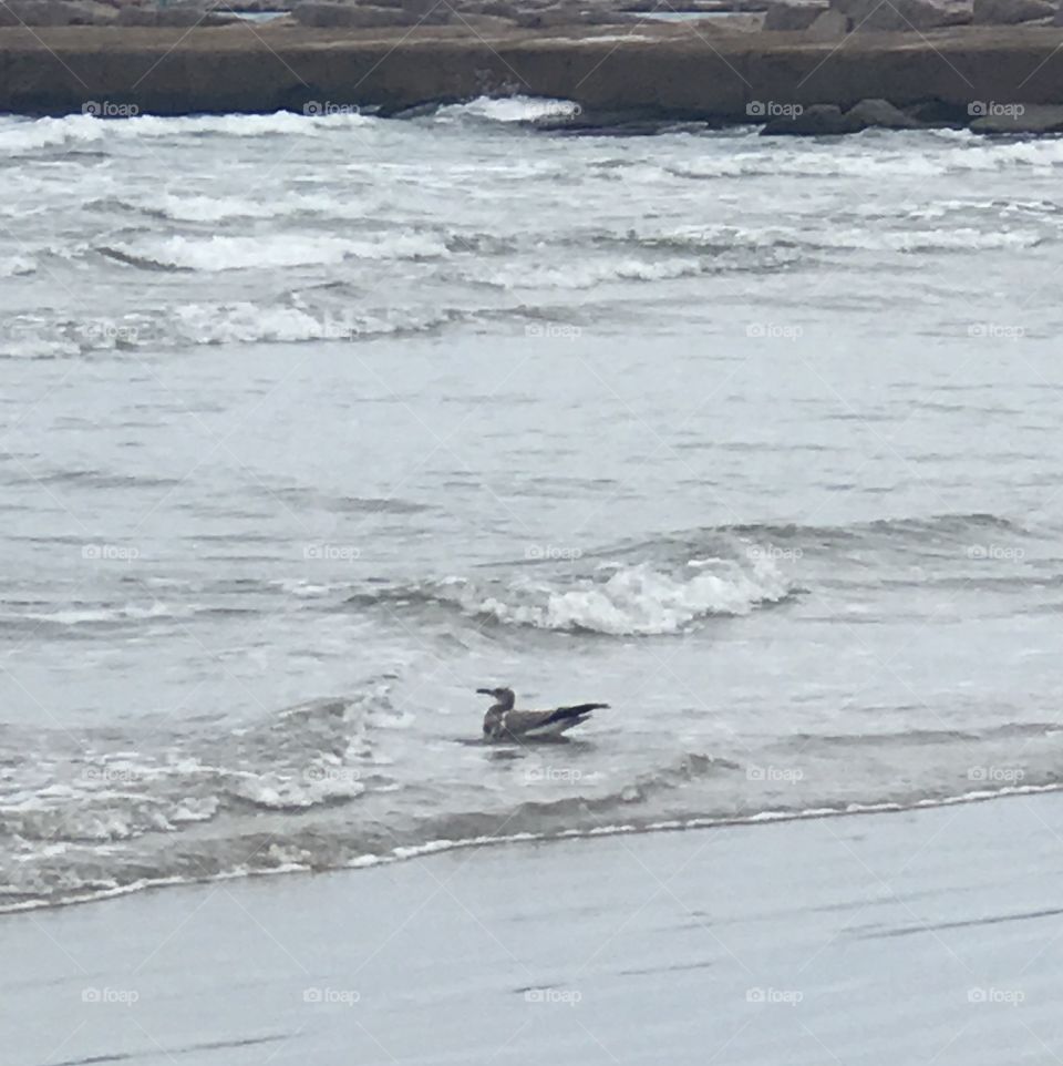 Seagull at st joes island 