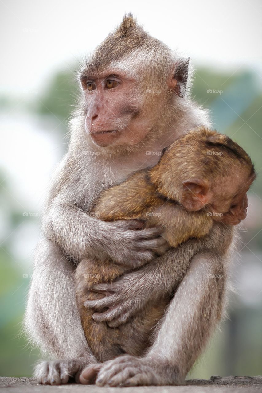 two brothers of long tailed monkeys