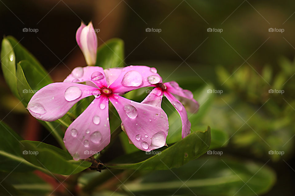 flower with raindrops