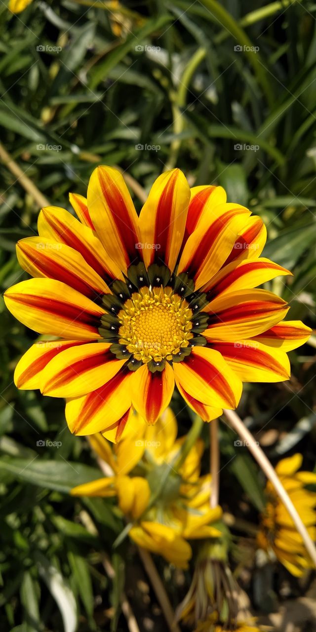 Flowers are part of my life..