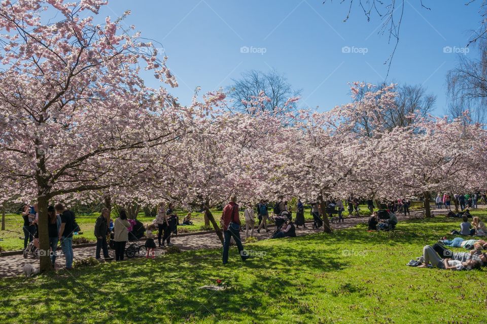 Pink park