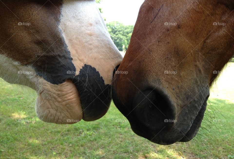 Horse love?