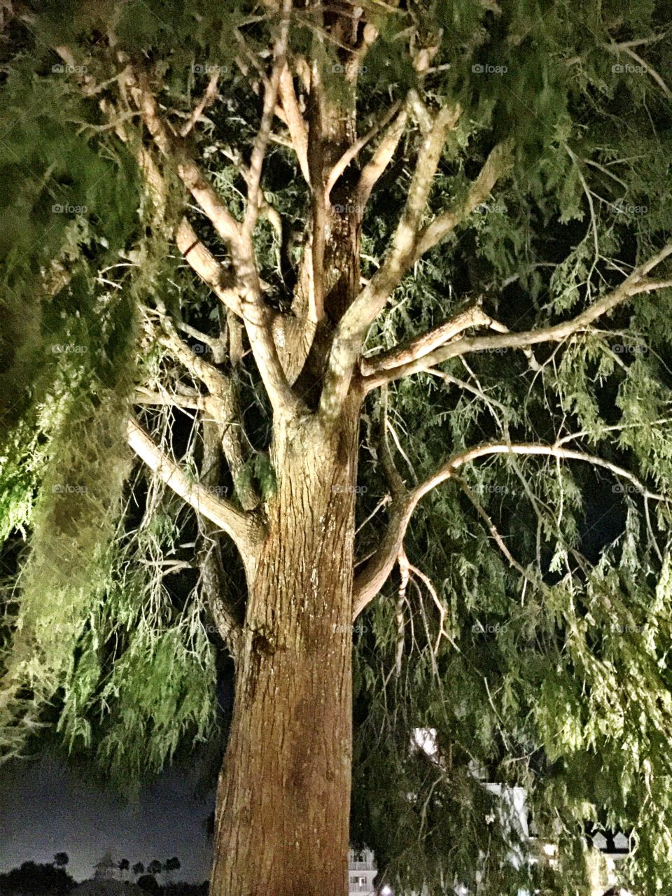 Bald cypress tree at night 