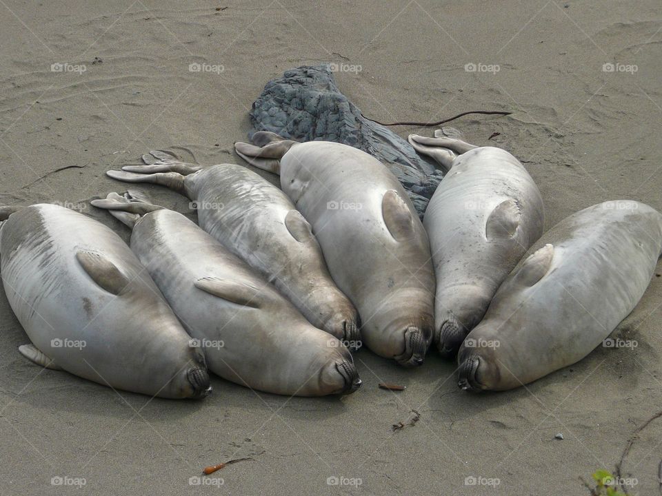 Seals in a row