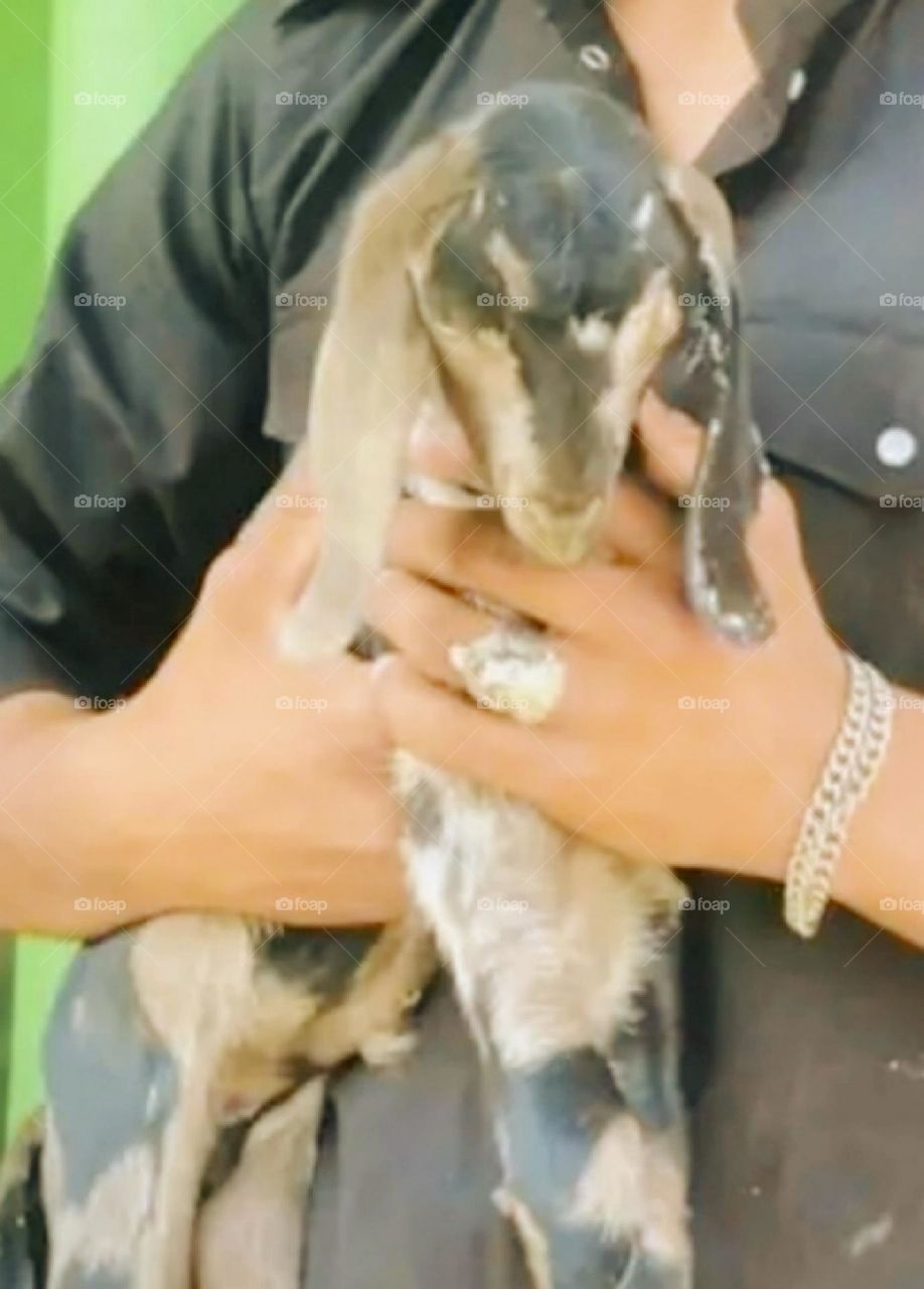 August 15th 2023 rajasthan india. my beautiful and cute baby goat.