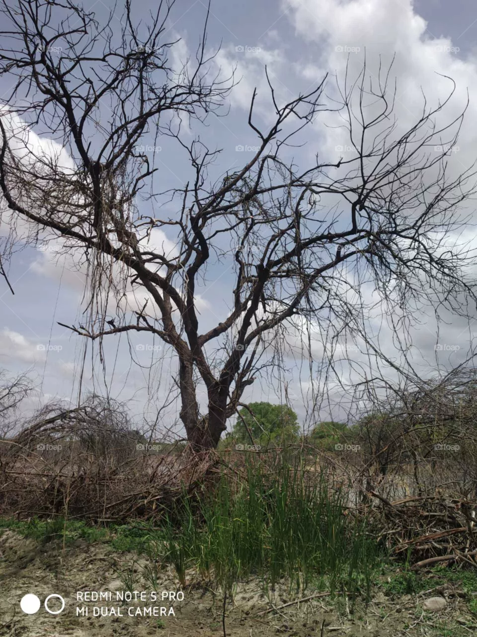 scary tree