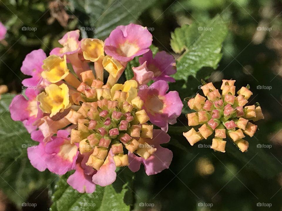 Lantana