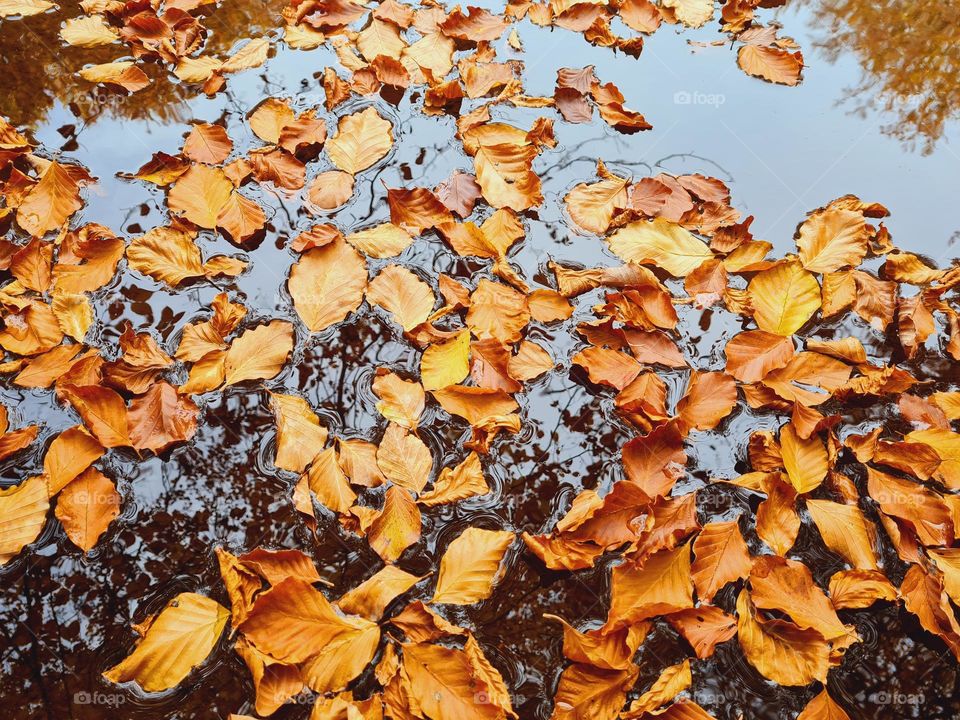 autumn dry leaves float in the river water