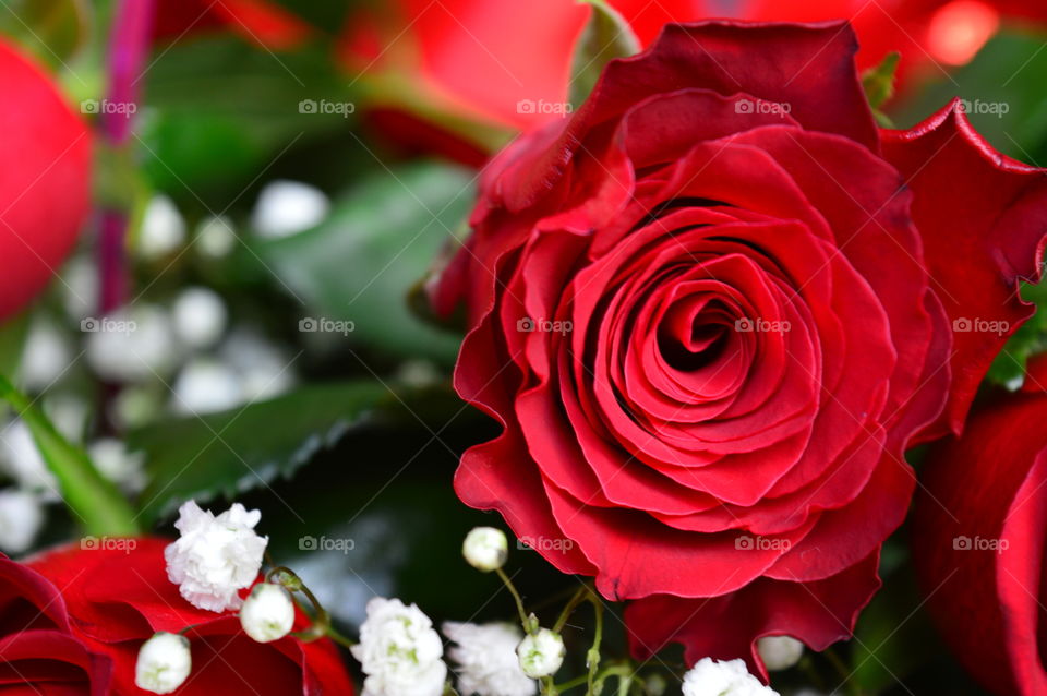 Red roses on Valentine's Day