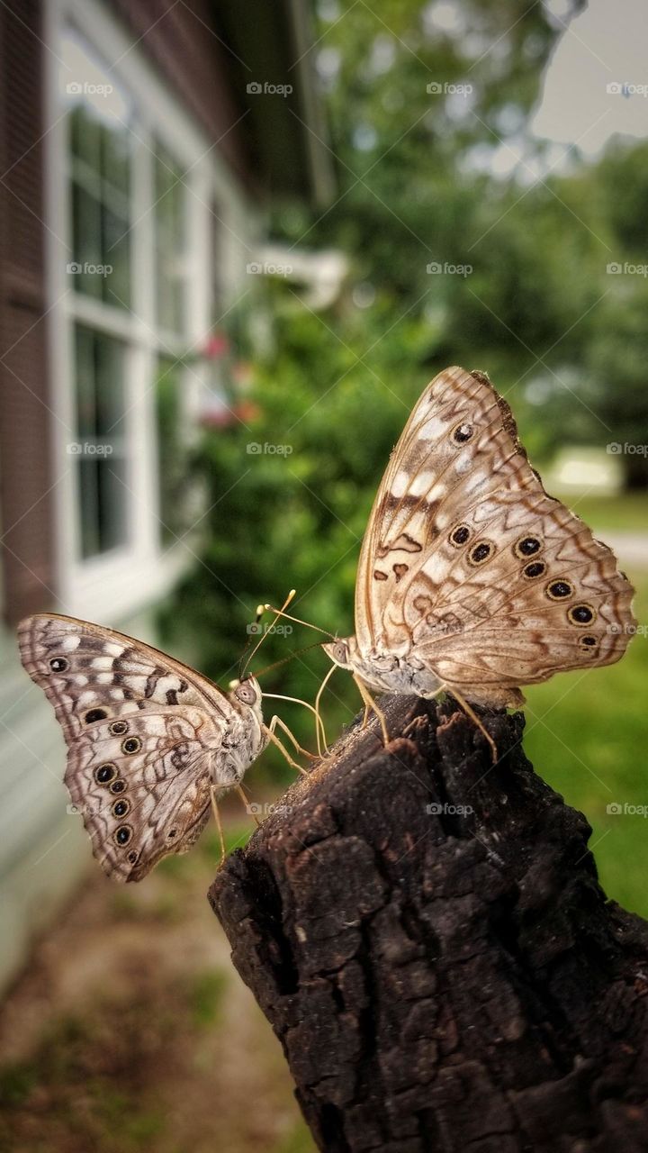 Two Butterflies Drinking Sap a small glimmer of happiness