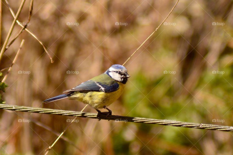 Blue tit is an early sign of spring 