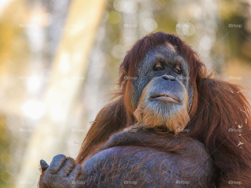 Monkey close up portrait