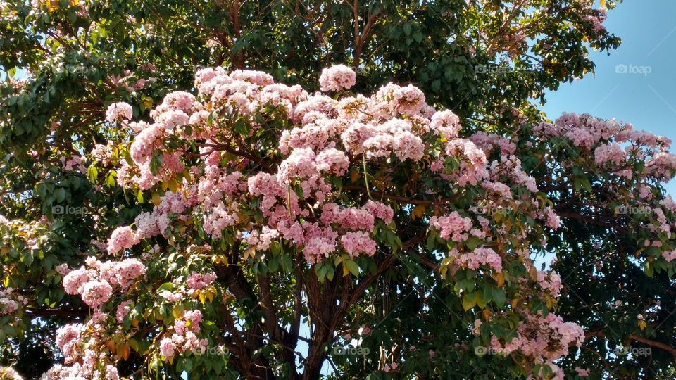 Perfeição natural de primavera, verão, outono e inverno!