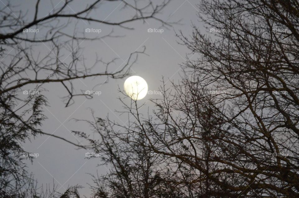 moon in the winter