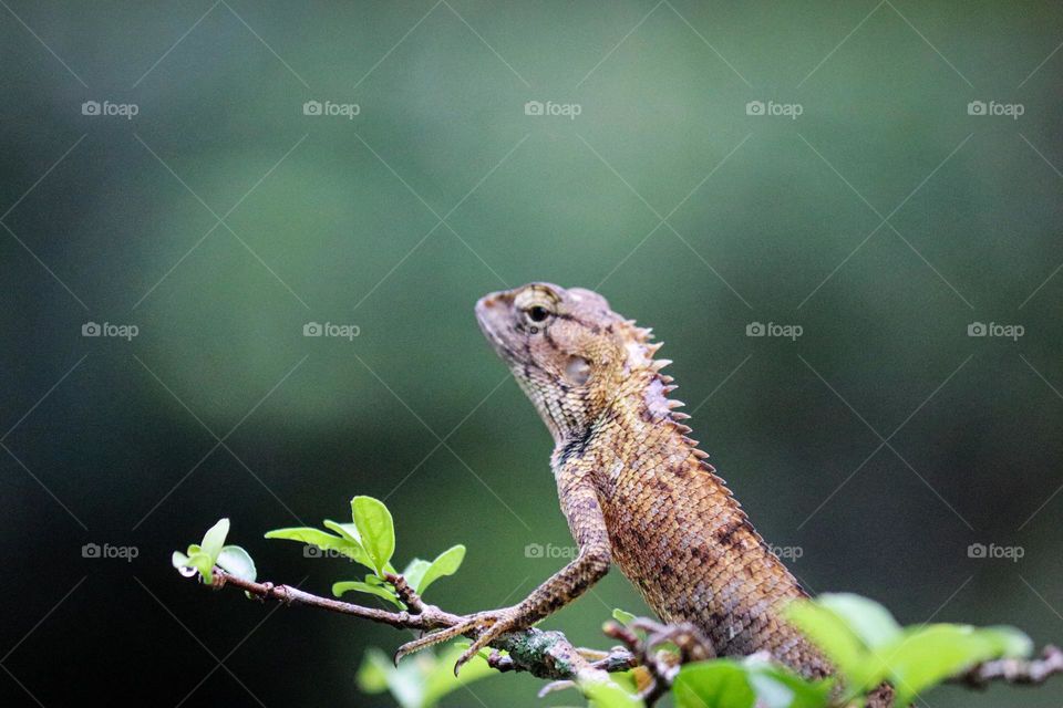 An oriental garden lizard in close up view in the wild