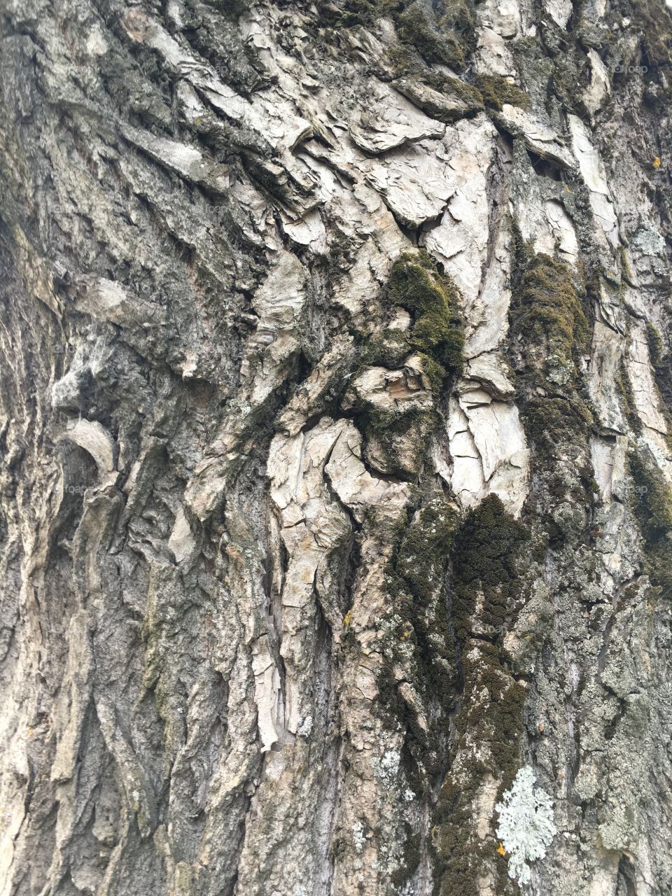 Macro wood tree texture 
