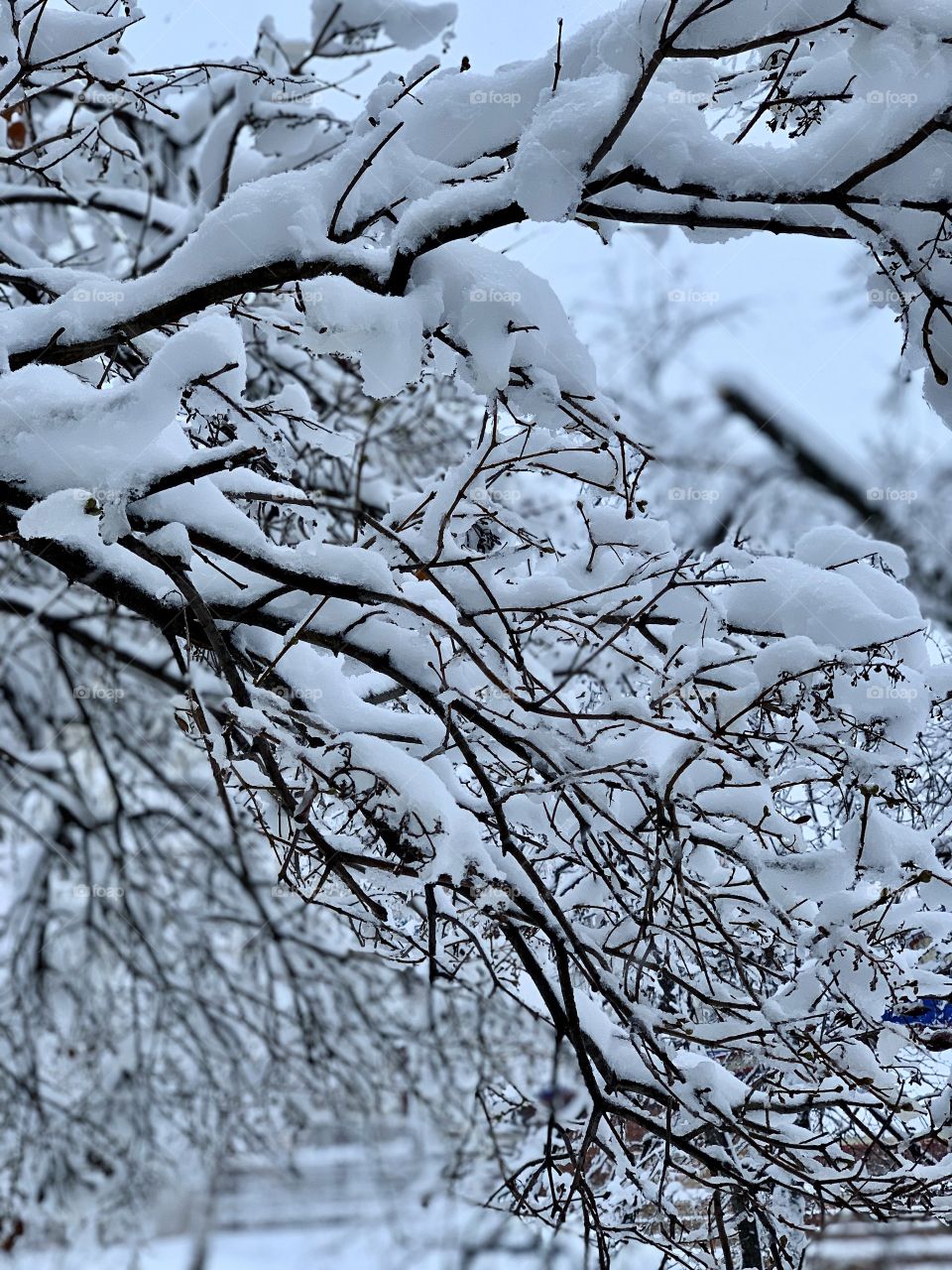 after a snowfall . black thin tree branches covered with white snow. 