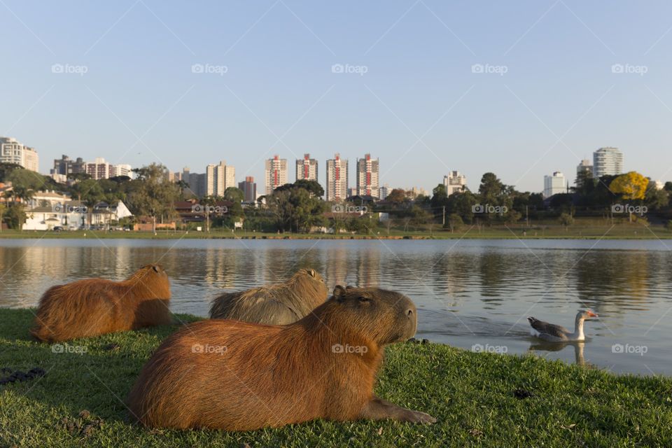 Urban VS rural - Curitiba Parana Brazil.