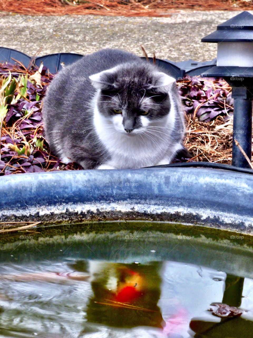 Cat watch the fish